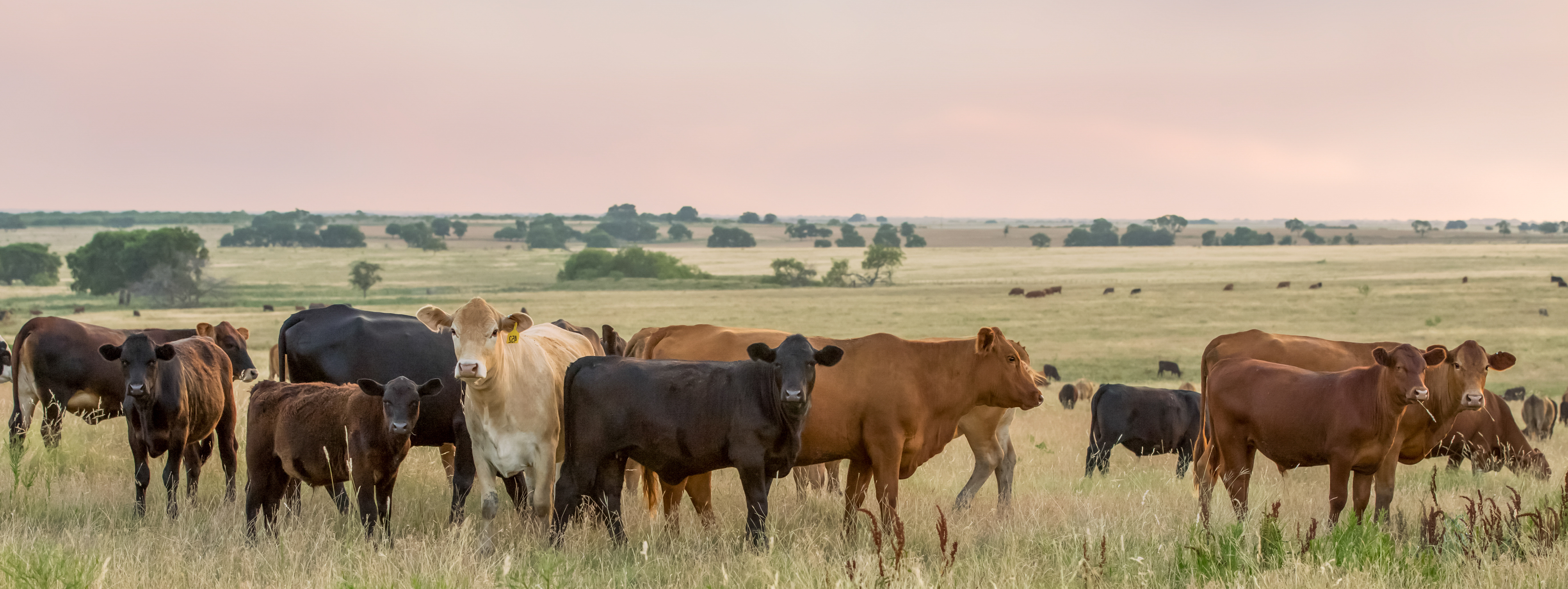 cows in a field