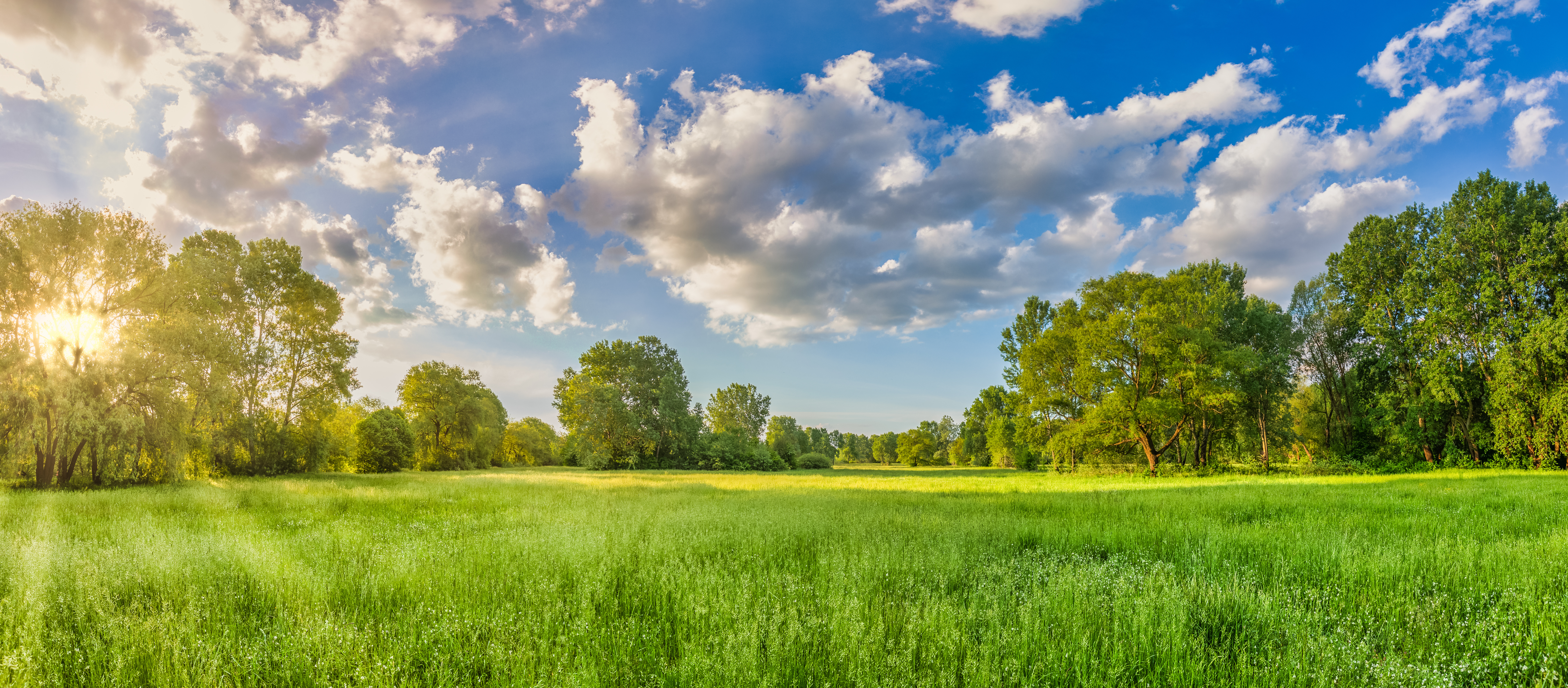 green field with trees in the background and clouds in the sky