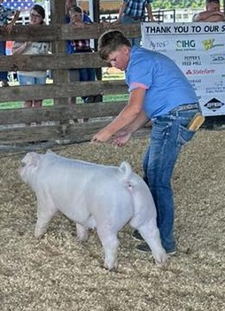 boy herding a pig